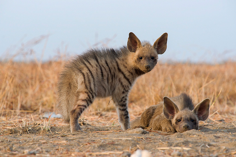 Illustration for article titled Wednesday Hyena - Hyaena hyaena Edition